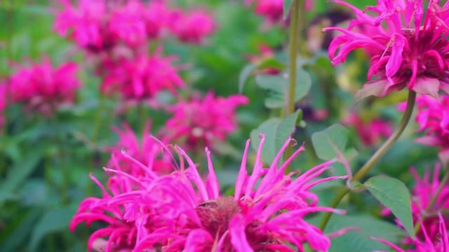 monadra flowers close-up