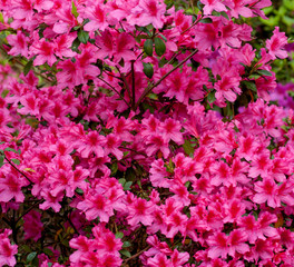 azaleas