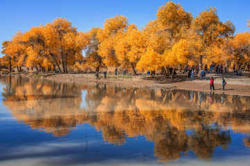 Populus Euphratica Forest