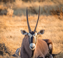 Oryx in Sunset of Namibia