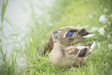 Ducks in a pond