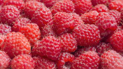 Raspberry. Fresh organic berries. Fruit background.