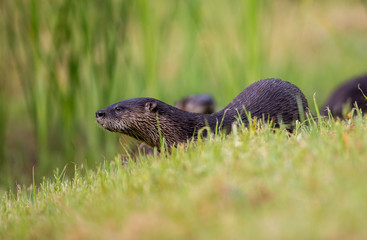 Wild American otter in the wild, with young.CR2