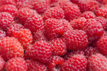 Fresh and sweet raspberries background. Fresh organic berries. Fruit concept