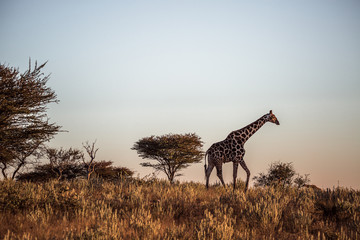Giraffe unterwegs in Namibia