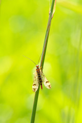 A small butterfly sits on a branch of the plant.