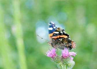 Butterfly drinks nectar from a flower.