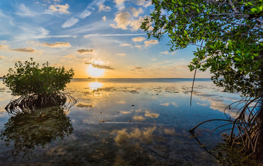 Fototapeta na wymiar Colorful sky reflected in water of mangrove lagoon.