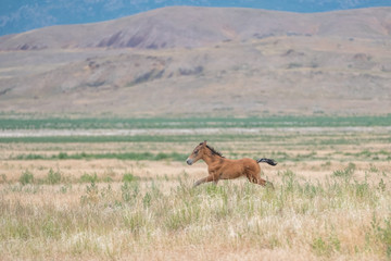 Colt at a gallop