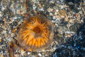 orange Compass Jellyfish (Chrysaora hysoscella) on shallow sea water on stone beach
