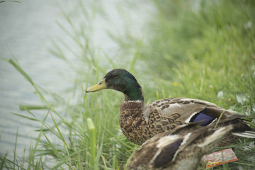 Ducks in a pond