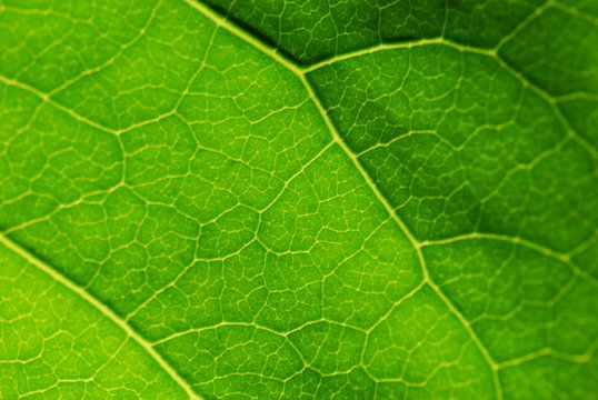 Chul Rofik 「Chlorofil」の写真素材 | 135件の無料イラスト画像 | Adobe Stock