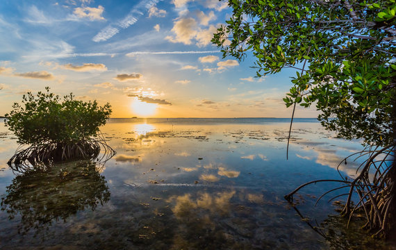 Colorful sky reflected in water of mangrove lagoon.