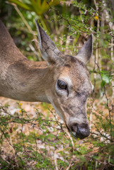 Portrait of tiny key deer.CR2