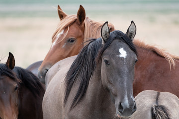 Fototapeta premium Wild Horses