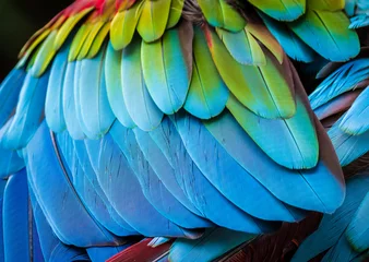 Zelfklevend Fotobehang Close up of parrot feathers for background. © Jo