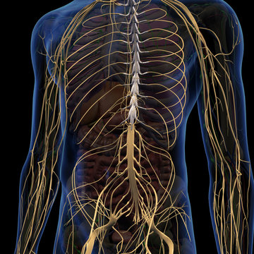 Nervous System Internal Anatomy in Male Chest and Abdomen