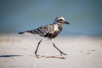 Pluvialis squatarola, Black-bellied Plover---2.CR2
