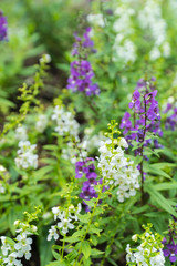 Colorful flower in the garden