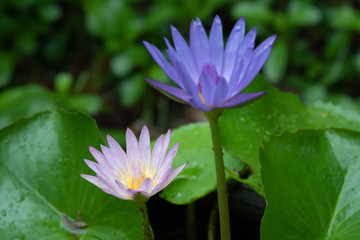 pink and purple water lily with green leaves in the pond