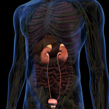 Kidneys Highlighted in Male Internal Anatomy of Chest and Abdomen
