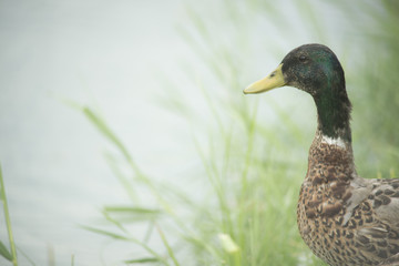 Ducks in a pond