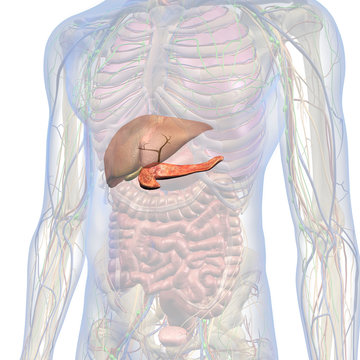Male Internal Anatomy of Chest and Abdomen with Pancreas and Liver Highlighted