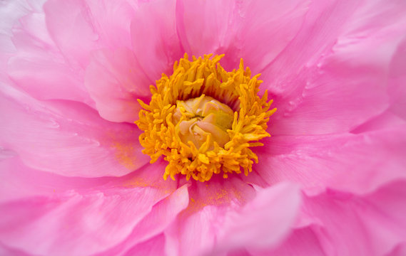 Macro of beautiful pink flower. Yellow pollen.