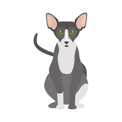 Sphinx breed cat color icon. Flat design