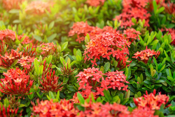 Beautiful Red spike flower,King Ixora blooming (Ixora chinensis) and green leaves. spike flower in the garden with natural background.
