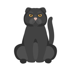 British breed cat color icon. Flat design