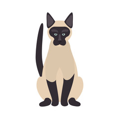 Siamese coon breed cat color icon. Flat design