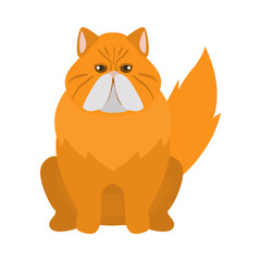 Persian breed cat color icon. Flat design