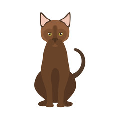 Burmese breed cat color icon. Flat design