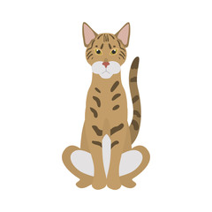 Savannah breed cat color icon. Flat design