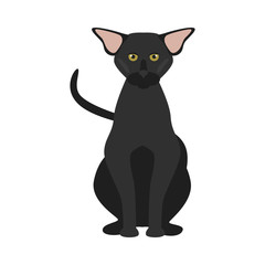 Oriental breed cat color icon. Flat design