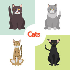 Different cats breeds color vector icons set. Flat design