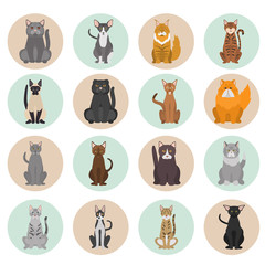 Different cats breeds color vector icons set. Flat design
