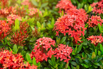 Beautiful Red spike flower,King Ixora blooming (Ixora chinensis) and green leaves. spike flower in the garden with natural background.