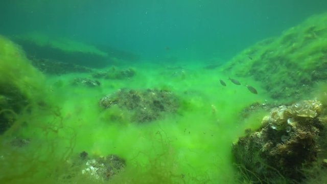 Underwater filamentous algae cover a rocky seabed in the Mediterranean sea, Catalonia, Costa Brava, Cap de Creus, Spain
