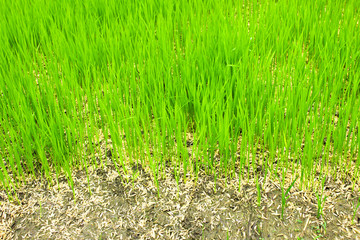 rice field in north Thailand, nature food landscape background.