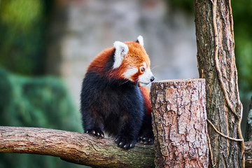 roter Panda