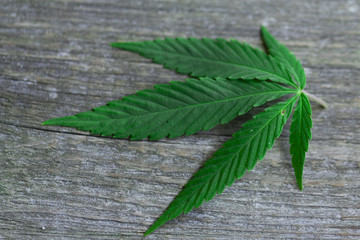 cannabis leaf on old wooden table