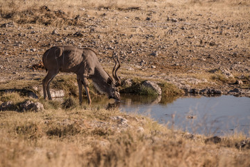 Fototapeta premium trinkendes Kudu