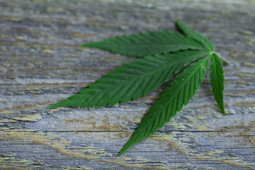 cannabis leaf on old wooden table
