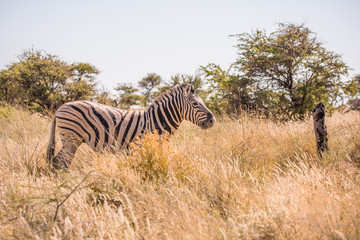 Fototapeta premium Zebra in Etosha