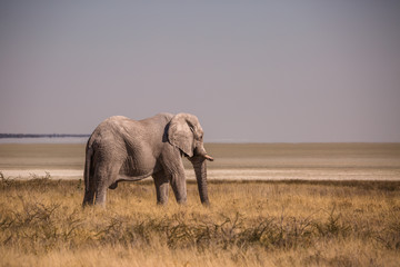 Fototapeta na wymiar Elefant in Etosha