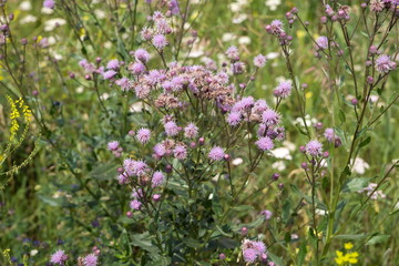 Sow-thistle pink flowering bush (Cirsium arvense) in a natural environment, among the wildflowers.