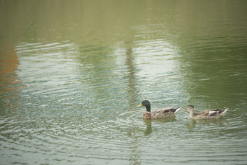 Ducks in a pond