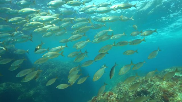 A school of fish sea bream dreamfish, Sarpa salpa, underwater in the Mediterranean sea, marine reserve of Cerbere Banyuls, Pyrenees-Orientales, Roussillon, France
